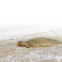 گونه لاکپشت پوزه عقابی Hawksbill Turtle